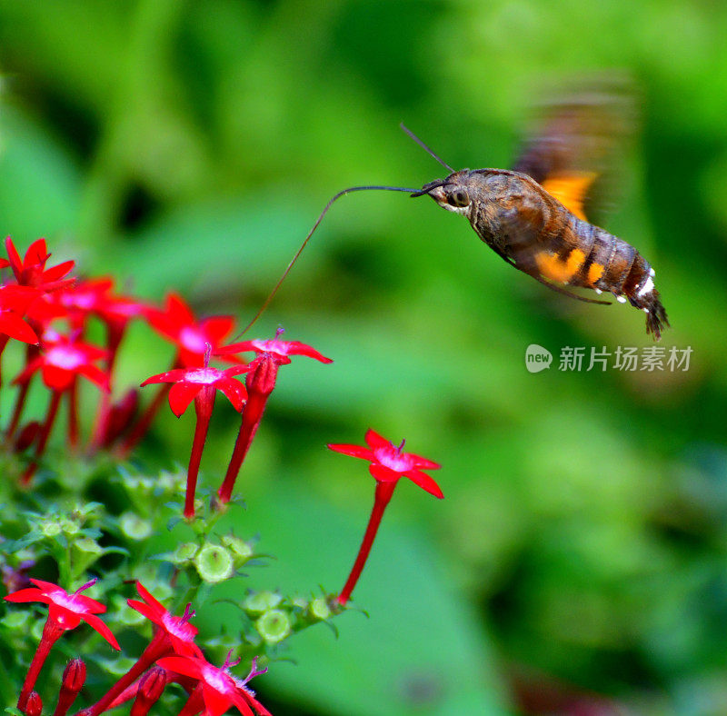 Pentas lanceolata和蜂鸟鹰蛾